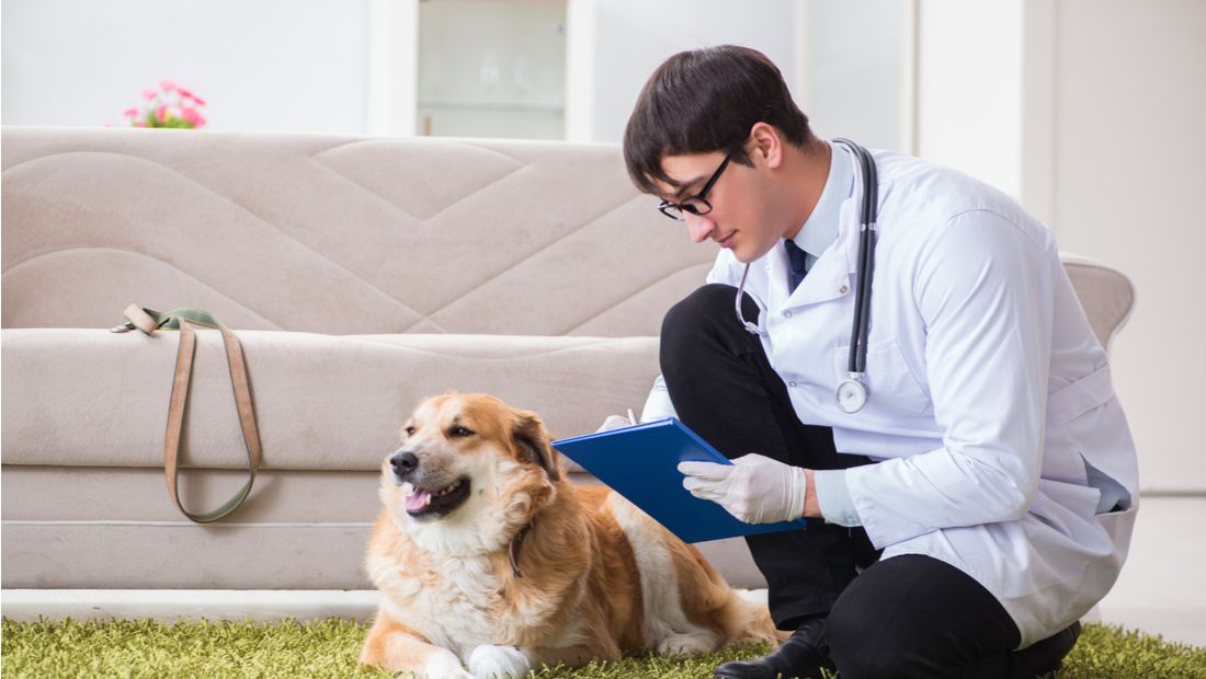 At home hot sale vet services