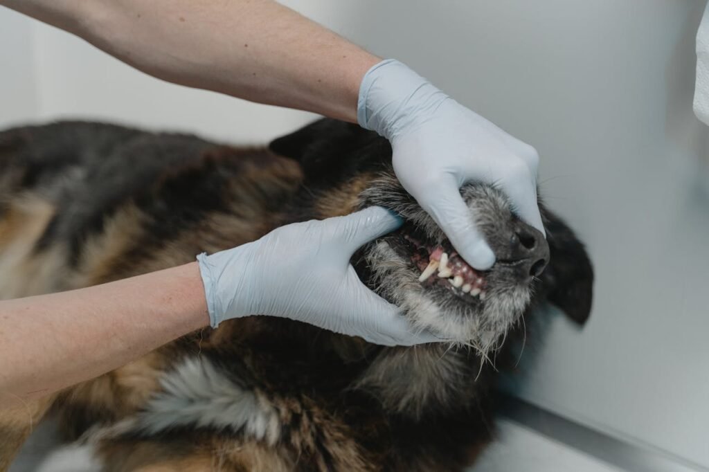 Veterinarian examining a dog's teeth