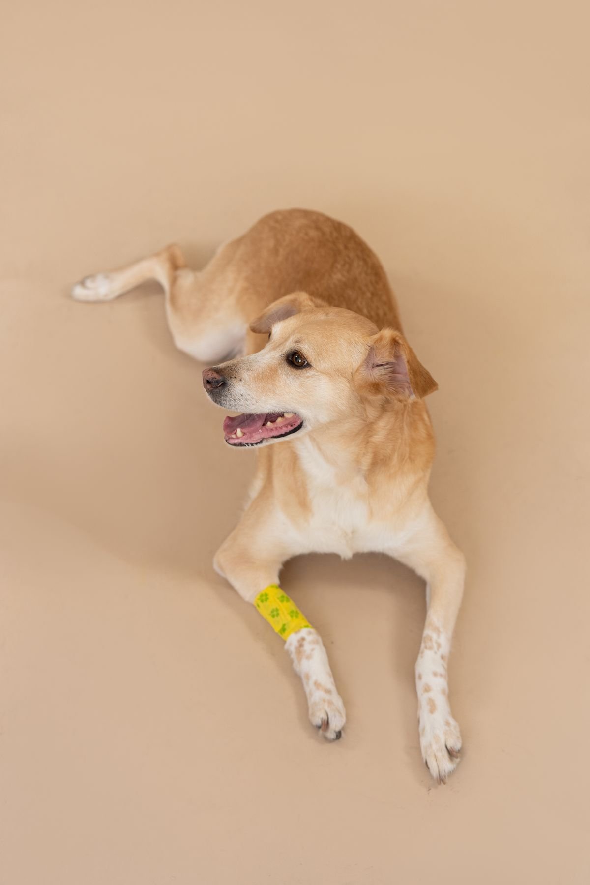 Pet first aid supplies for home emergencies