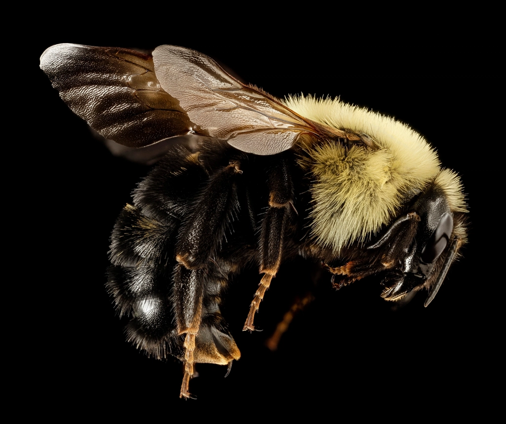 Bombus citrinus, f, talbot, side