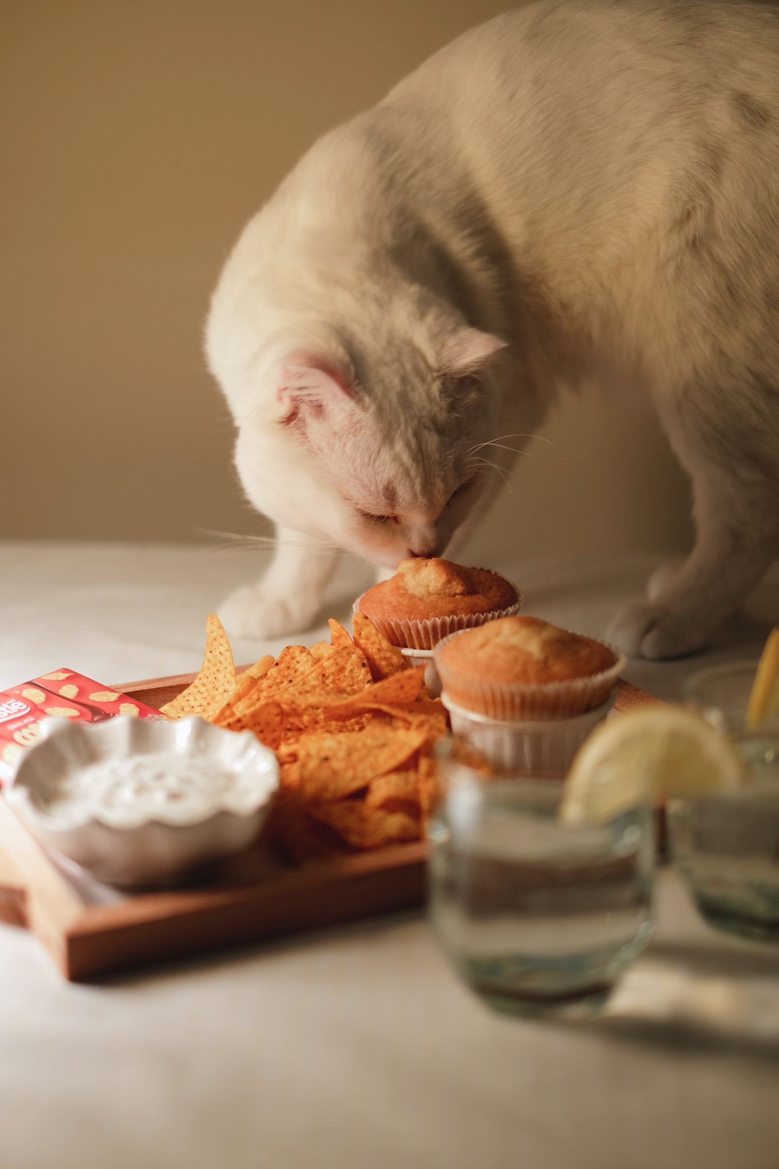 Curious cat sniffing baked treats on a kitchen counter, a common household pet poisoning risk in Abbotsford