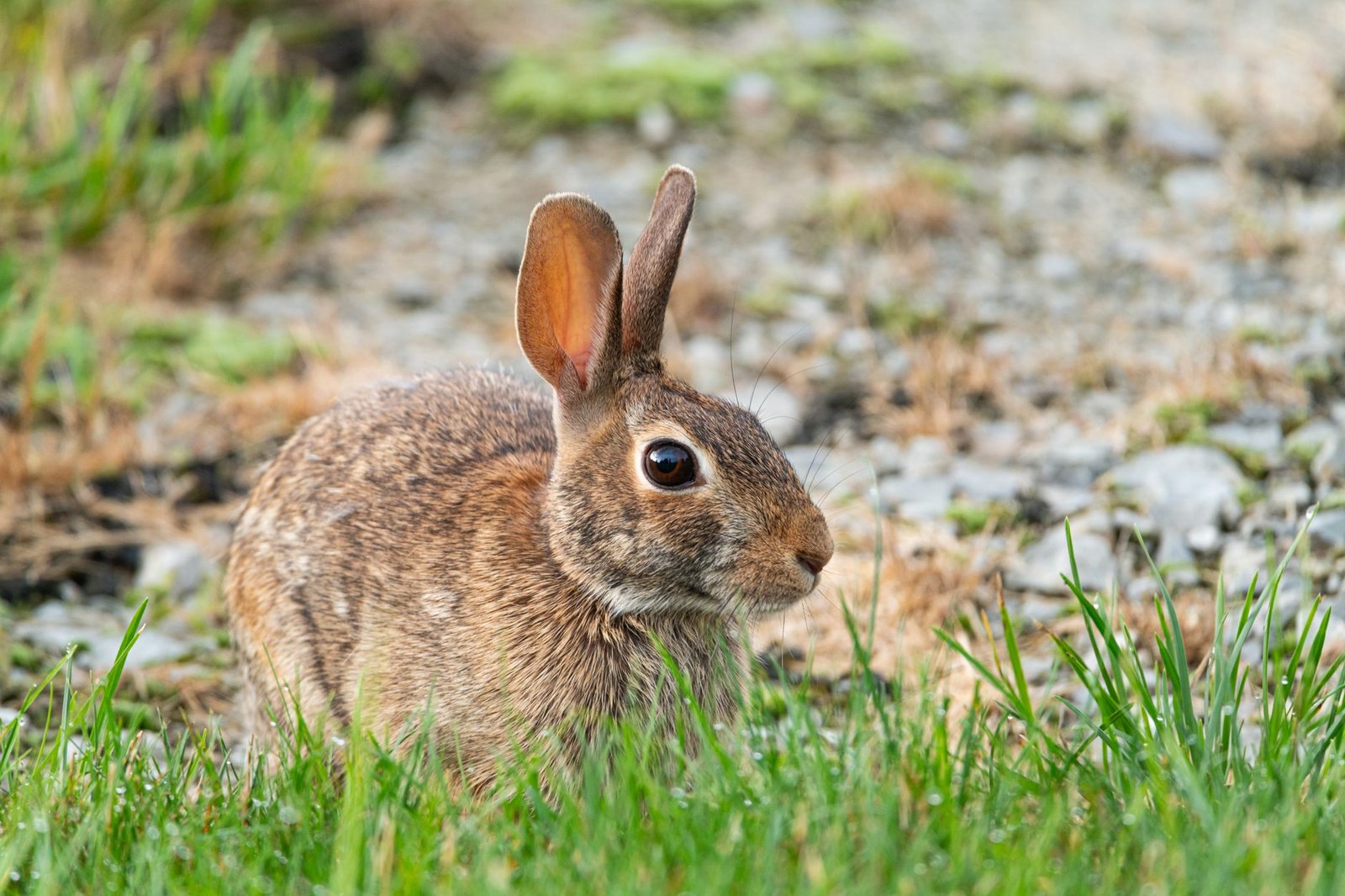Close-up of a wild rabbit in a grassy area in Canonsburg, Pennsylvania, USA.